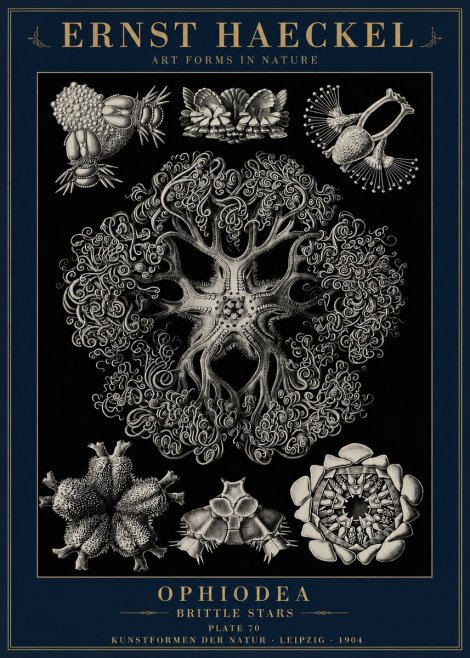 Ernst Haeckel Ophiodea - Brittle Stars II No6 - Póster