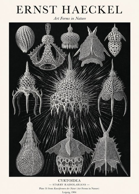 Ernst Haeckel Cyrtoidea - Starry Radiolarians No1 - Póster
