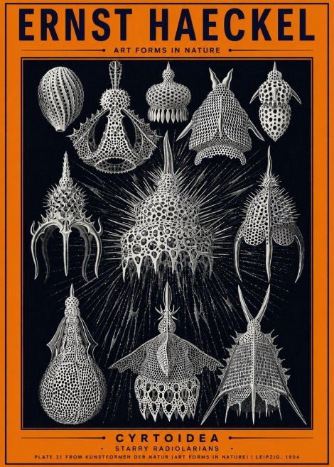 Ernst Haeckel Cyrtoidea - Starry Radiolarians No2 - Póster