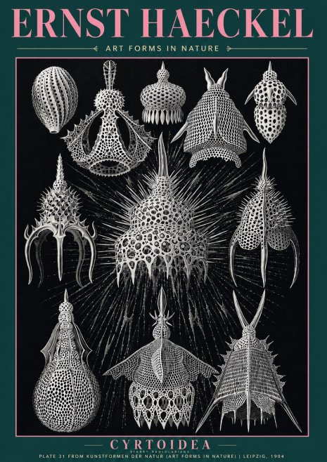 Ernst Haeckel Cyrtoidea - Starry Radiolarians No3 - Póster