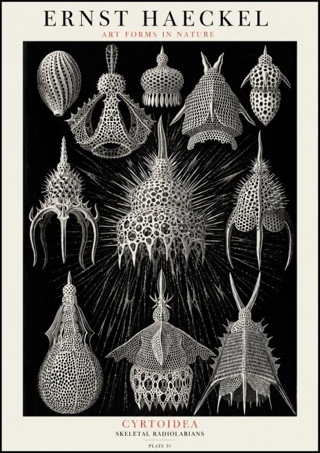 Ernst Haeckel Cyrtoidea - Starry Radiolarians No4 - Póster