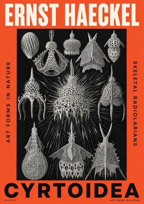 Ernst Haeckel Cyrtoidea - Starry Radiolarians No5 - Póster
