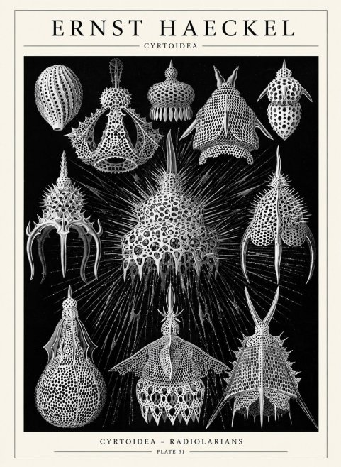 Ernst Haeckel Cyrtoidea - Starry Radiolarians No6 - Póster