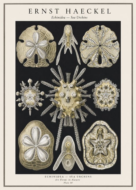 Ernst Haeckel Echinidea — Sea Urchins No1 - Póster