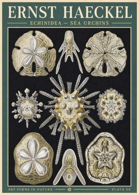 Ernst Haeckel Echinidea — Sea Urchins No3 - Póster