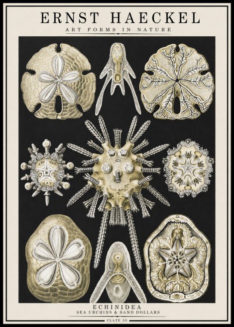 Ernst Haeckel Echinidea — Sea Urchins No4 - Póster