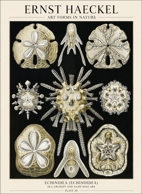 Ernst Haeckel Echinidea — Sea Urchins No6 - Póster