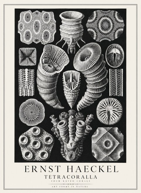 Ernst Haeckel Tetracoralla - Four-rayed Corals No3 - Póster