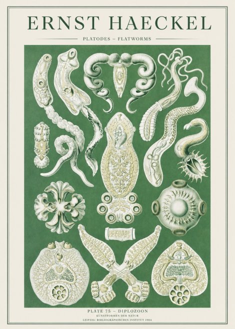 Ernst Haeckel Platodes – Flatworms No2 - Póster