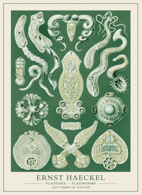 Ernst Haeckel Platodes – Flatworms No3 - Póster