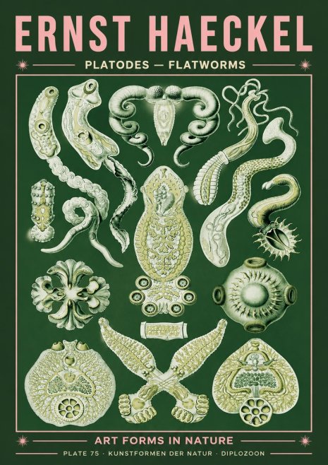 Ernst Haeckel Platodes – Flatworms No4 - Póster