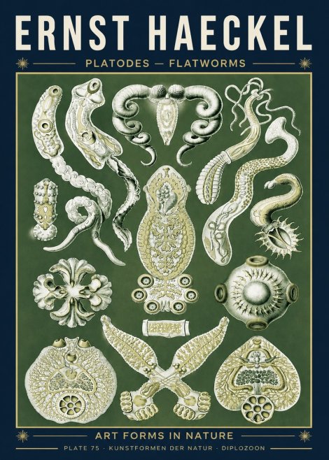 Ernst Haeckel Platodes – Flatworms No5 - Póster