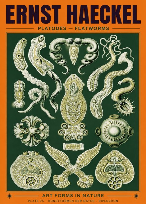 Ernst Haeckel Platodes – Flatworms No6 - Póster