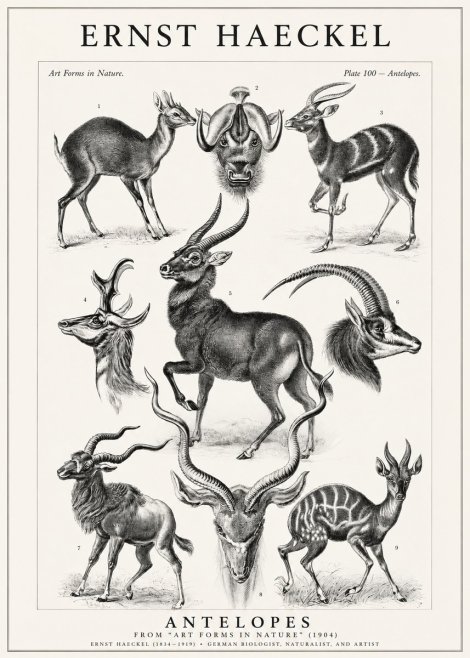 Ernst Haeckel Antelopes No1 - Póster