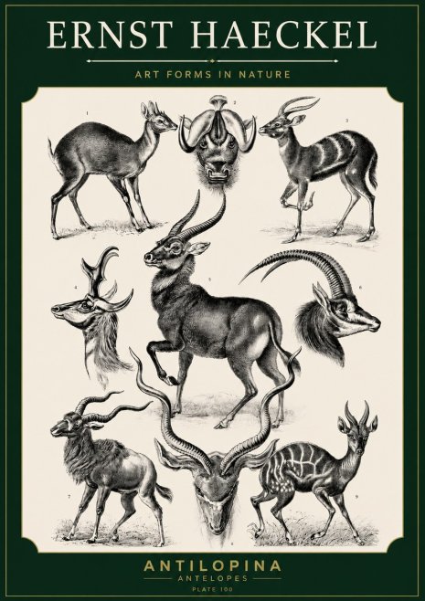 Ernst Haeckel Antelopes No5 - Póster