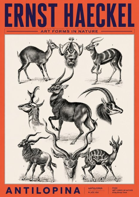 Ernst Haeckel Antelopes No6 - Póster