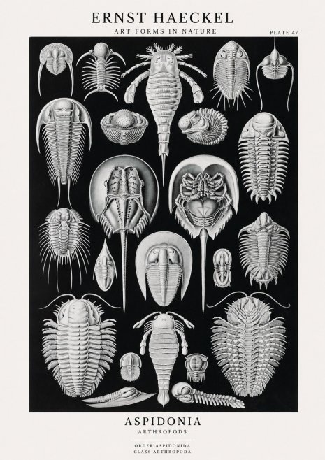 Ernst Haeckel Aspidonia No1 - Póster