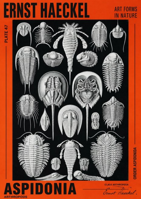 Ernst Haeckel Aspidonia No2 - Póster