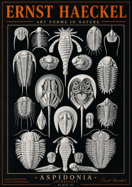 Ernst Haeckel Aspidonia No5 - Póster