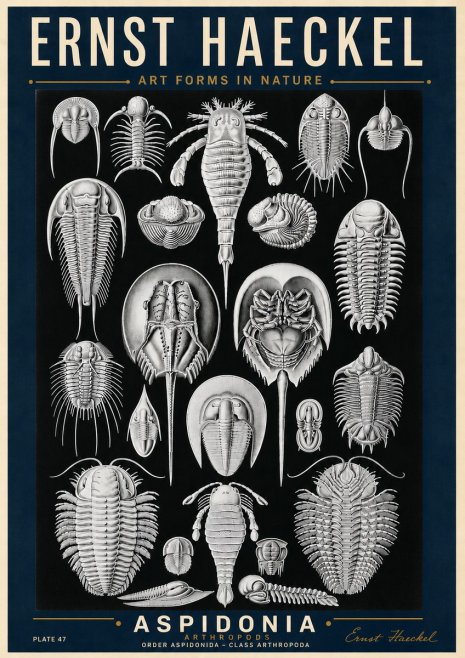 Ernst Haeckel Aspidonia No6 - Póster