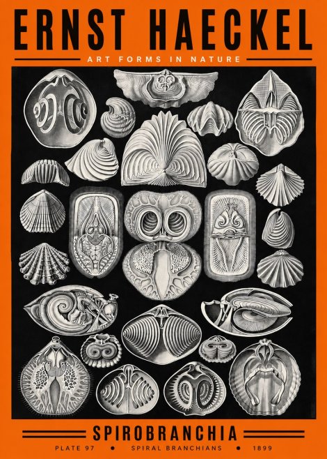 Ernst Haeckel Spirobranchia No2 - Póster