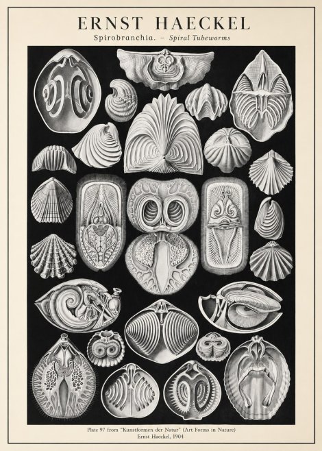Ernst Haeckel Spirobranchia No3 - Póster