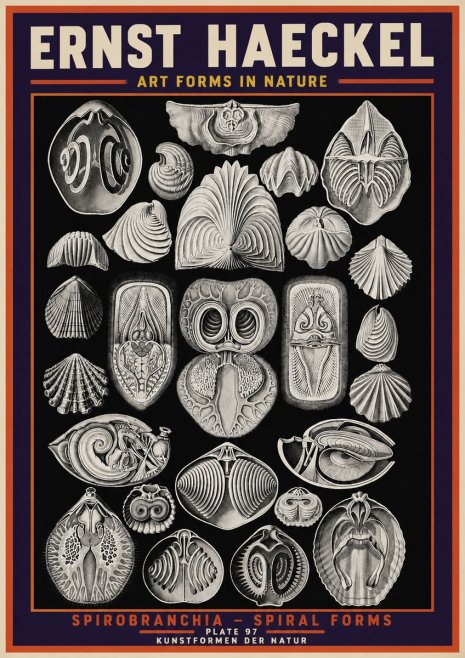 Ernst Haeckel Spirobranchia No5 - Póster