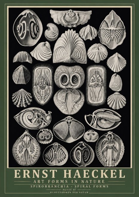 Ernst Haeckel Spirobranchia No6 - Póster