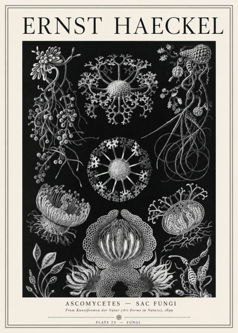 Ernst Haeckel Ascomycetes — Sac Fungi No1 - Póster