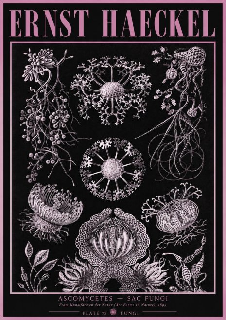Ernst Haeckel Ascomycetes — Sac Fungi No3 - Póster