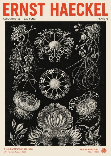 Ernst Haeckel Ascomycetes — Sac Fungi No4 - Póster