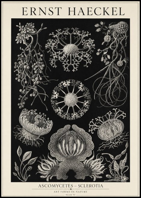 Ernst Haeckel Ascomycetes — Sac Fungi No5 - Póster