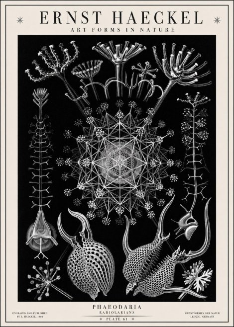 Ernst Haeckel Phaeodaria Radiolarians - Plate 61 No1 - Póster