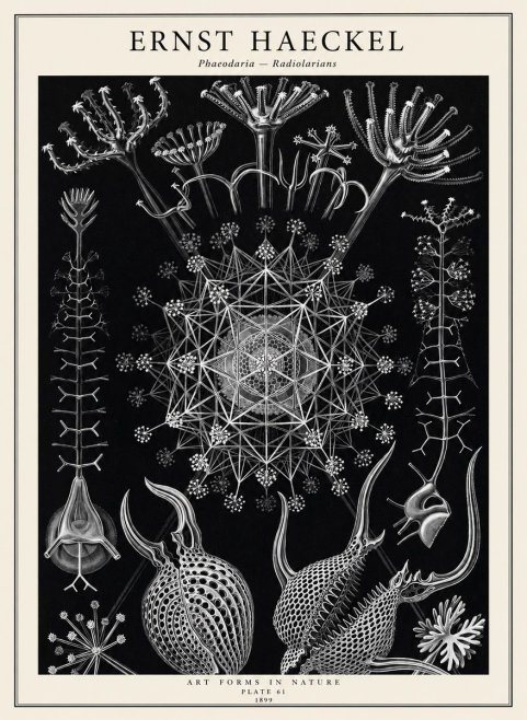 Ernst Haeckel Phaeodaria Radiolarians - Plate 61 No2 - Póster