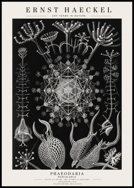 Ernst Haeckel Phaeodaria Radiolarians - Plate 61 No4 - Póster