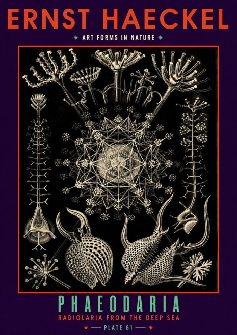 Ernst Haeckel Phaeodaria Radiolarians - Plate 61 No6 - Póster