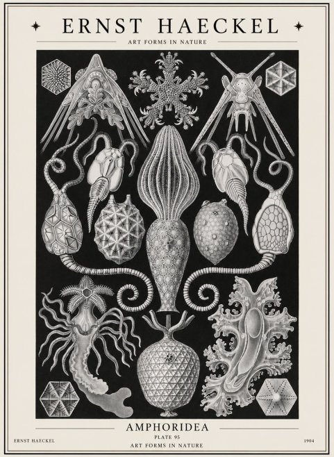 Ernst Haeckel Amphoridea No1 - Póster