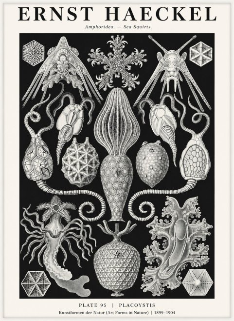 Ernst Haeckel Amphoridea No3 - Póster