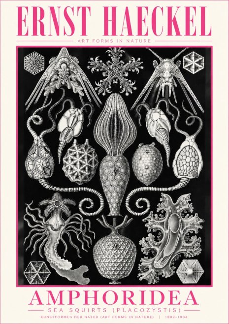 Ernst Haeckel Amphoridea No5 - Póster