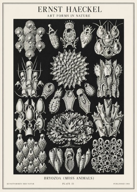 Ernst Haeckel Bryozoa No2 - Póster