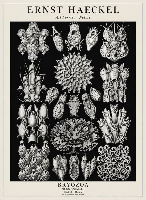 Ernst Haeckel Bryozoa No3 - Póster