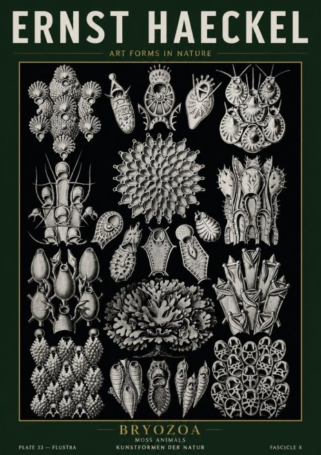 Ernst Haeckel Bryozoa No5 - Póster