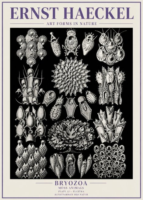 Ernst Haeckel Bryozoa No6 - Póster
