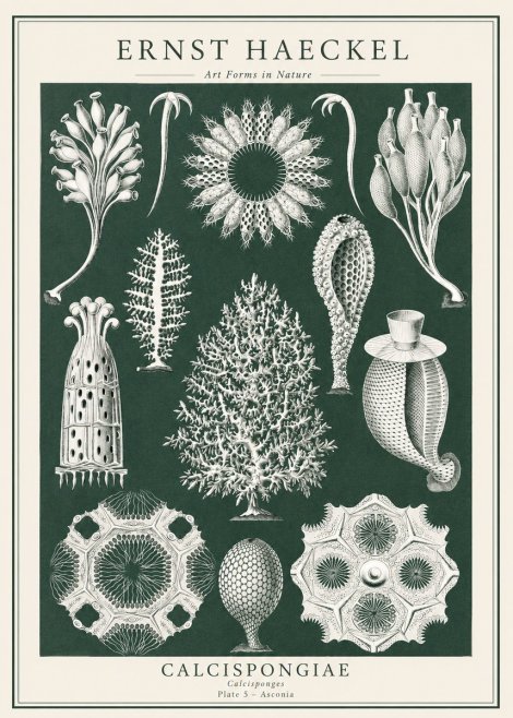 Ernst Haeckel Calcispongiae - Calcisponiges - Plate 5 - Asconia No1 - Póster