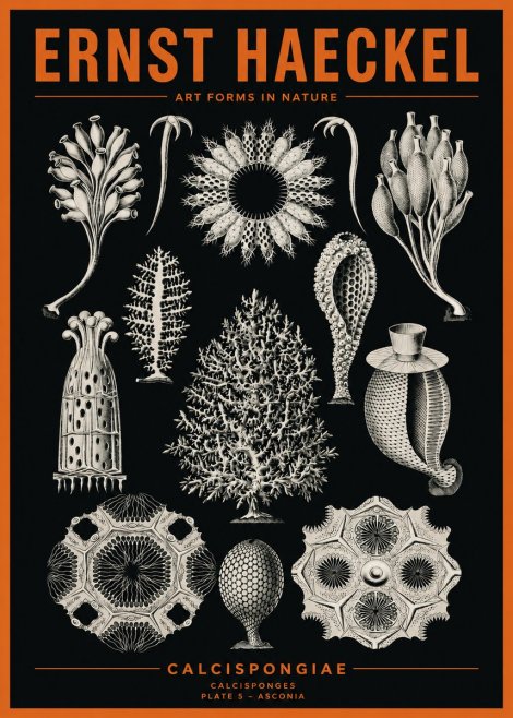 Ernst Haeckel Calcispongiae - Calcisponiges - Plate 5 - Asconia No2 - Póster