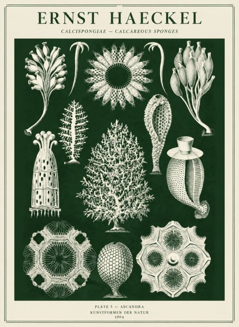 Ernst Haeckel Calcispongiae - Calcisponiges - Plate 5 - Asconia No5 - Póster