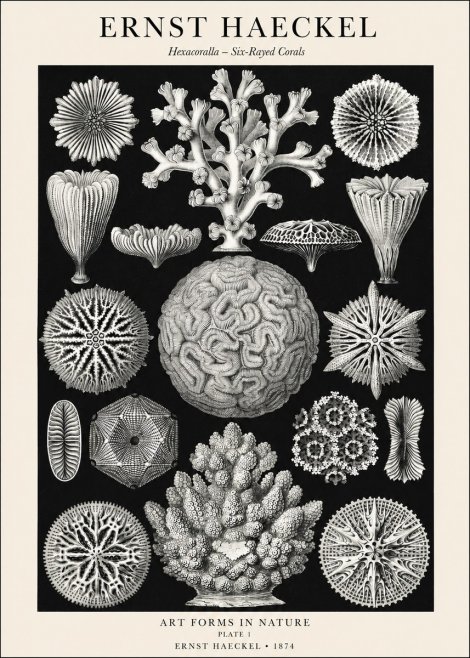 Ernst Haeckel Hexacoralla – Six-rayed Corals No1 - Póster