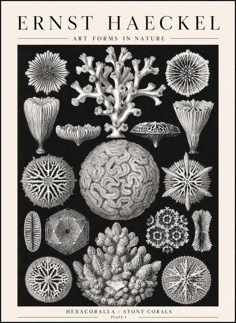 Ernst Haeckel Hexacoralla – Six-rayed Corals No2 - Póster