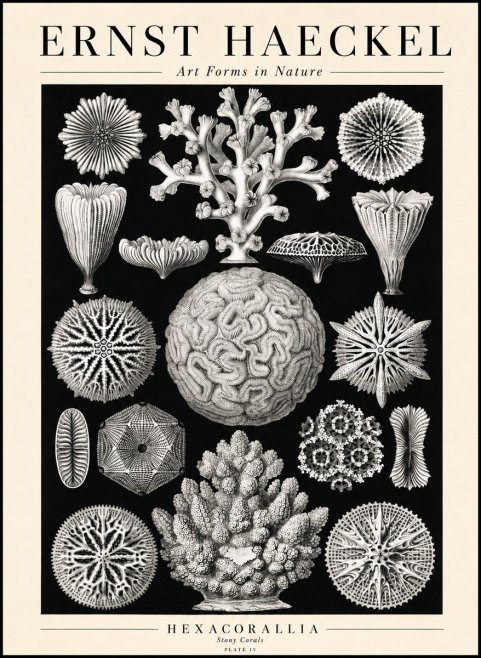 Ernst Haeckel Hexacoralla – Six-rayed Corals No3 - Póster