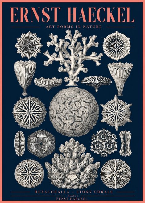 Ernst Haeckel Hexacoralla – Six-rayed Corals No4 - Póster